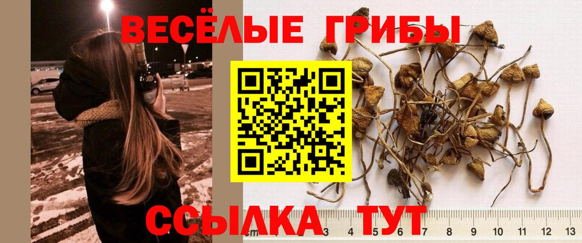 Галлюциногенные грибы Psilocybe Заводоуковск